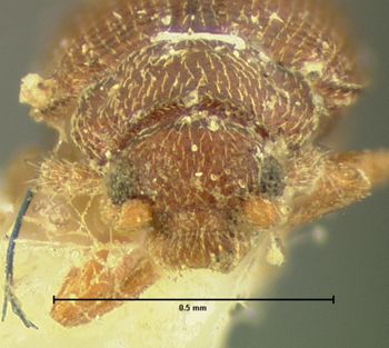 Media type: image;   Entomology 7032 Aspect: head frontal view